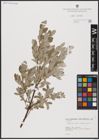 Foto von Salix aurita L. x Salix lapponum L.